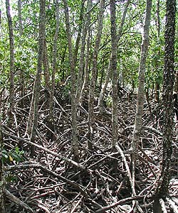 Mangrovenwurzeln