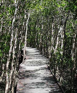 Mangrovensumpf bei Cairns