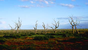 Flinders Ranges - Tote Bäume