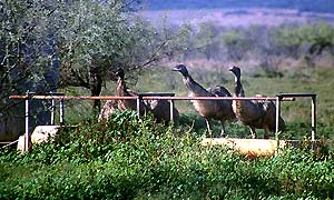Emus an einer Viehtränke