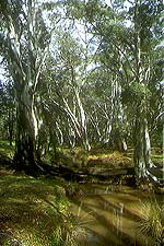Eukalyptushain
