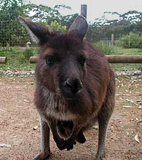 Zahmes Känguruh (Kangaroo Island)