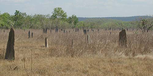 Magnetische Termitenhgel im Lichfiel Nationalpark