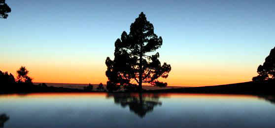 Titelbild "La Palma": Nachtaufnahme mit Baum