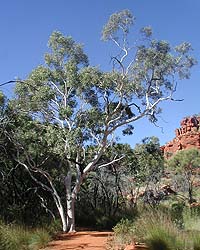 Geister-Eukalyptusbaum