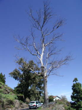 Baum an der Kstenstrae