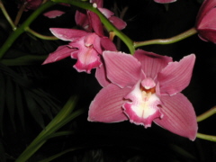 Orchidee