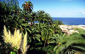 Palmenhain in einem Park in Puerto de la Cruz