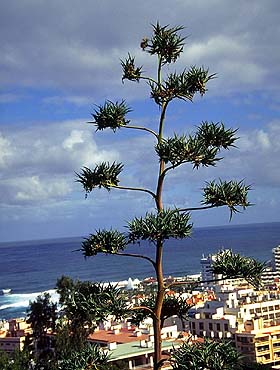 Agavenblte ber Puerto de la Cruz