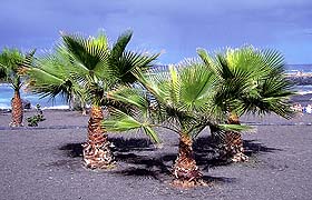 Palmen am Strand