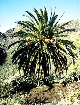 Palme in Masca