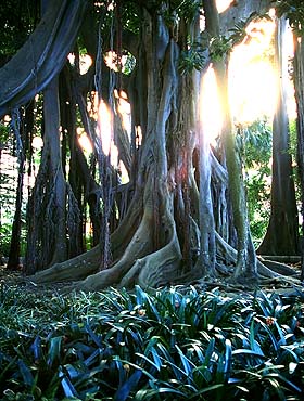 Teneriffa: Baum im Botanischen Garten