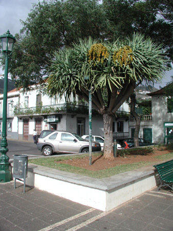 Canico - Zentrum mit Drachenbaum